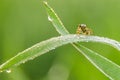 Fly in the morning covered with dewdrops close-up