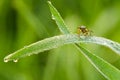 A fly in the morning covered with dewdrops close-up