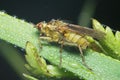 A fly in the morning covered with dewdrops close-up