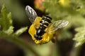 Fly murmur on the flower Royalty Free Stock Photo