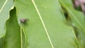 A fly sitting on a leaf Macro shot Royalty Free Stock Photo