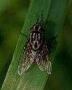 Fly Muscidae graphomya maculata Royalty Free Stock Photo