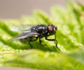 Fly in nature. macro Royalty Free Stock Photo
