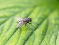 Fly in nature. macro Royalty Free Stock Photo