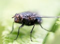 Fly in nature. macro Royalty Free Stock Photo