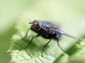 Fly in nature. macro Royalty Free Stock Photo