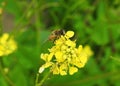 Beautiful yellow wild flower with fly in meadow, Lithuania Royalty Free Stock Photo