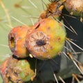 Fly on Nopales or Prickly Pear Cactus fruit or tuna II Royalty Free Stock Photo