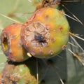 Fly on Nopales or Prickly Pear Cactus fruit or tuna III Royalty Free Stock Photo