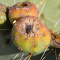 Fly on Nopales or Prickly Pear Cactus fruit or tuna IV Royalty Free Stock Photo