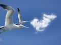 Fly Northern gannet blue sky Royalty Free Stock Photo