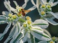 Fly orange orchid insects white flower collects nectar summer blurred background sunny nature lives triumphs Eristalis tenax