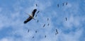 Flying flock of storks in the blue sky