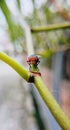 a fly is pearching on orchid branch Royalty Free Stock Photo