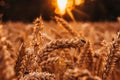 Fly perched on an ear of wheat in the field at sunset Royalty Free Stock Photo