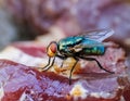 Flies on a Piece of Meat