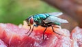 Flies on a Piece of Meat