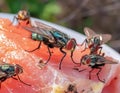 Flies on a Piece of Meat