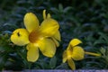 A fly perched on Yellow Golden Trumpet flower Allamanda Cathartica at tropical garden Royalty Free Stock Photo