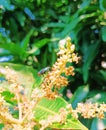 A fly perches on the mango tree blossom Royalty Free Stock Photo