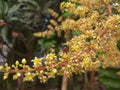 A fly perching on a mango tree flower Royalty Free Stock Photo