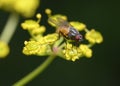 A fly with a pink belly in the forest on a bright yellow flower