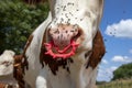 Fly on the pink nose of a cow with spiked nose ring, a maverick calf weaning ring of reflex pink plastic Royalty Free Stock Photo