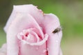Fly on pink rose flower bud in garden, summer background Royalty Free Stock Photo