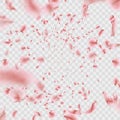 Fly pink Sakura petals effect on transparent background. EPS 10 vector