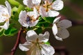 A fly pollinates flowers of an apple tree