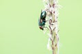 Fly pollinating of flower corn Royalty Free Stock Photo