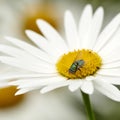 Fly pollinating a white daisy flower outdoors, common green bottle bug. Closeup of blowfly feeding off nectar from the Royalty Free Stock Photo