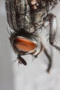 Fly portrait macro Royalty Free Stock Photo