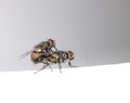 Fly procreation - two houseflies mating Royalty Free Stock Photo