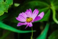 Fly on a Purple Cosmos Flower Royalty Free Stock Photo