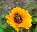 Fly in raindrops on flower Royalty Free Stock Photo