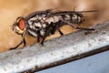 Fly red eyes extreme closeup photo Royalty Free Stock Photo