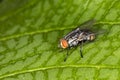 Fly red eyes extreme closeup photo Royalty Free Stock Photo