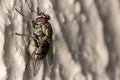 Fly red eyes extreme closeup photo Royalty Free Stock Photo