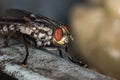 Fly red eyes extreme closeup photo Royalty Free Stock Photo