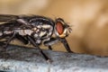 Fly red eyes extreme closeup photo Royalty Free Stock Photo