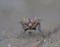 Fly with Red Eyes - Macro Photography - UK Royalty Free Stock Photo