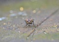 Fly with Red Eyes - Macro Photography - UK Royalty Free Stock Photo