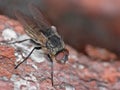 Fly with Red Eyes - Macro Photography - UK Royalty Free Stock Photo