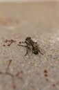Fly Resting on Asphalt Surface Royalty Free Stock Photo