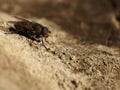 Fly resting on dry stone