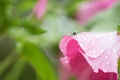 Fly resting on malope flower with dew in early morning