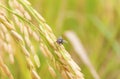 Fly on rice field in north Thailand, nature food landscape background