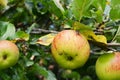 Fly on a ripe apple on the branch Royalty Free Stock Photo