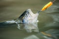 Fly rod and reel with a brown trout from a stream. Fisherman and trophy trout. Fly fishing.